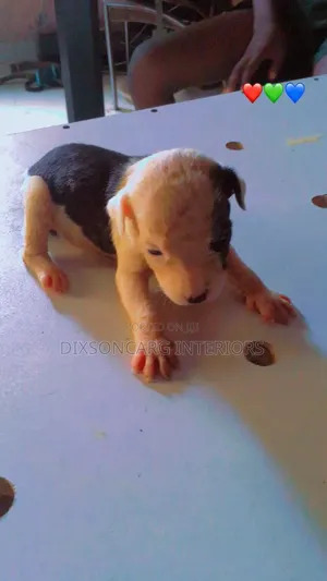 0-1 month Female Purebred American Pit Bull Terrier