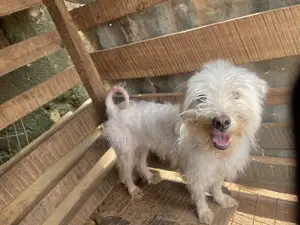 1+ year Female Purebred Lhasa Apso