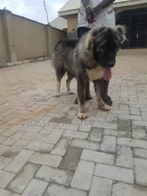 1+ year Female Purebred Caucasian Shepherd