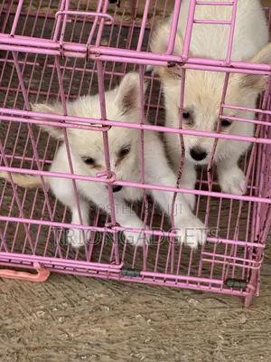 1-3 months Female Purebred American Eskimo