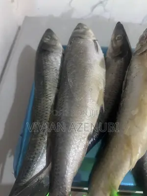 Shawa Fish