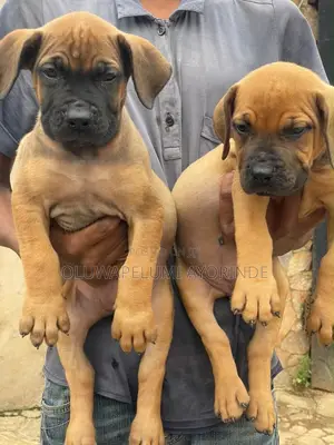 1-3 months Female Purebred Boerboel