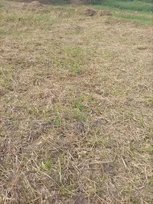 A Full Plot of Land 50ftx100ft at ILUJU Off IKOYI/Ogbomosho Road