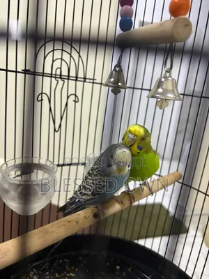 Colorful Budgies Parrot Bird