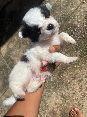 0-1 month Male Mixed Breed American Eskimo