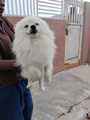1+ year Male Purebred Pomeranian