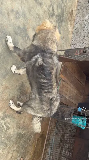 6-12 months Female Purebred Caucasian Shepherd