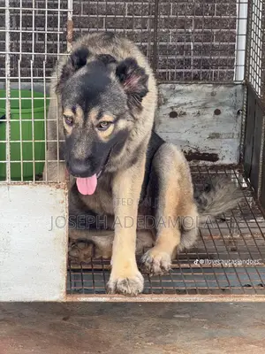 6-12 months Female Purebred Caucasian Shepherd
