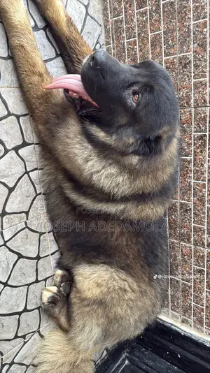 1+ year Female Purebred Caucasian Shepherd