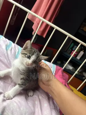 0-1 month Male Purebred American Shorthair