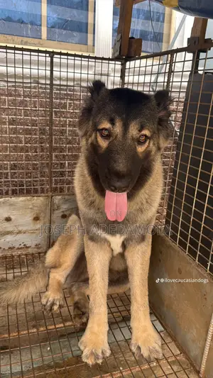 6-12 months Female Purebred Caucasian Shepherd