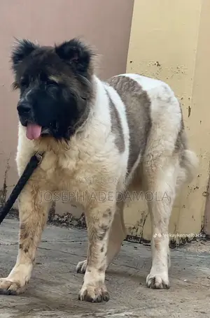 1+ year Female Purebred Caucasian Shepherd