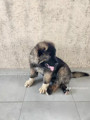 1-3 months Female Purebred Caucasian Shepherd