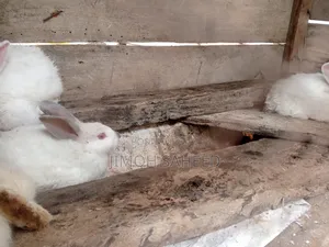 Mature Rabbit 🐰with 3 Growers Rabbit