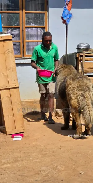 1+ year Female Purebred Caucasian Shepherd