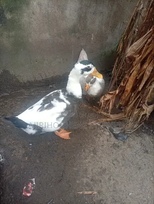 Perkin Duck
