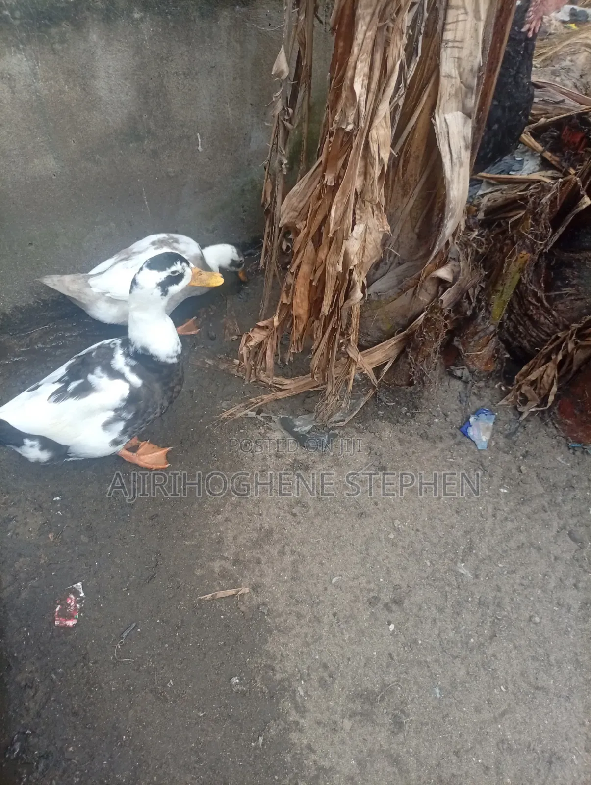 Perkin Duck