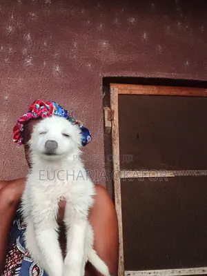1-3 months Female Purebred American Eskimo