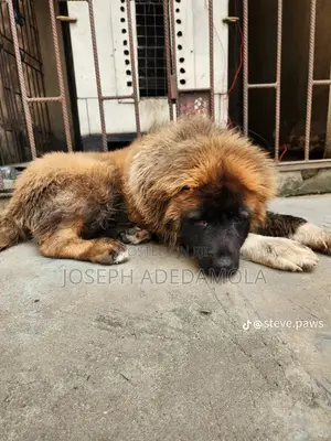 1+ year Female Purebred Caucasian Shepherd