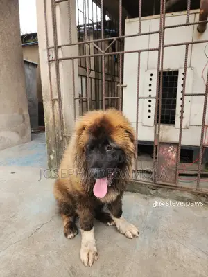 1+ year Female Purebred Caucasian Shepherd