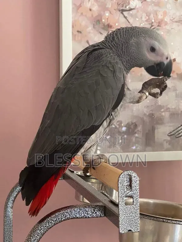 Afrika Talking Bird Parrot