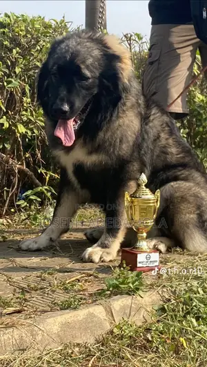 1+ year Female Purebred Caucasian Shepherd