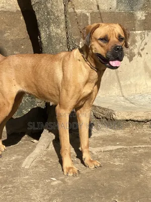 1+ year Female Purebred Boerboel