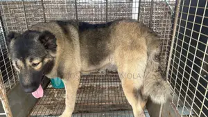 6-12 months Female Purebred Caucasian Shepherd