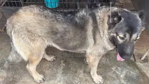 6-12 months Female Purebred Caucasian Shepherd