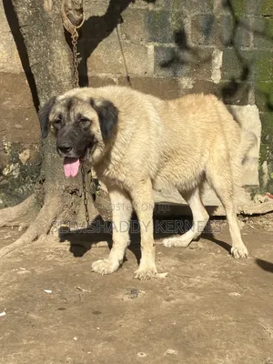 1+ year Female Purebred Kangal