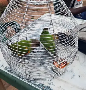 Senegalese Birds