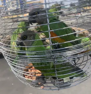 Senegalese Birds