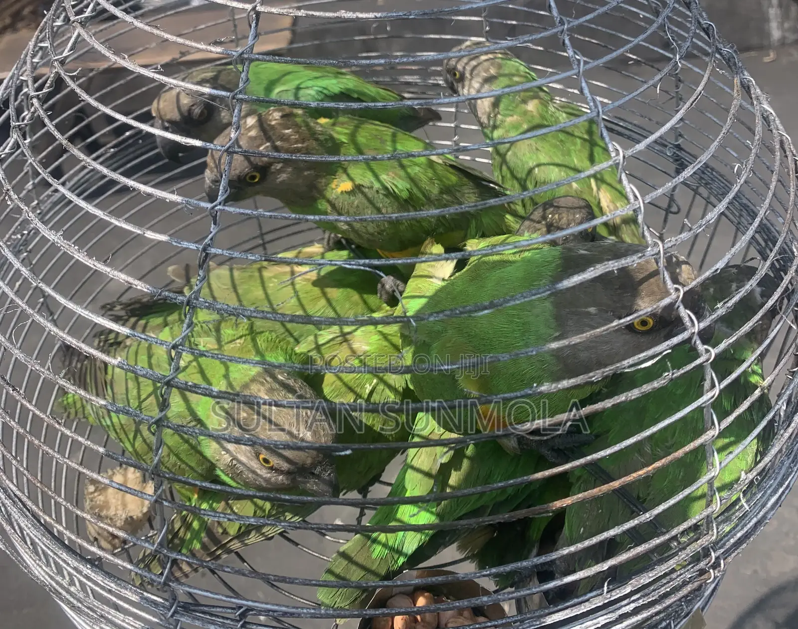 Senegalese Birds