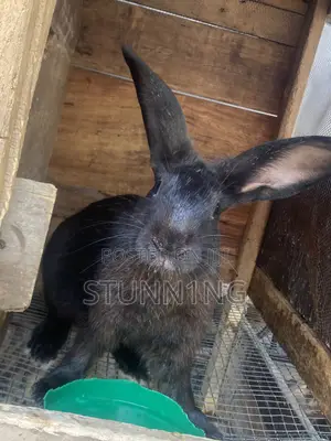 NZW Rabbit