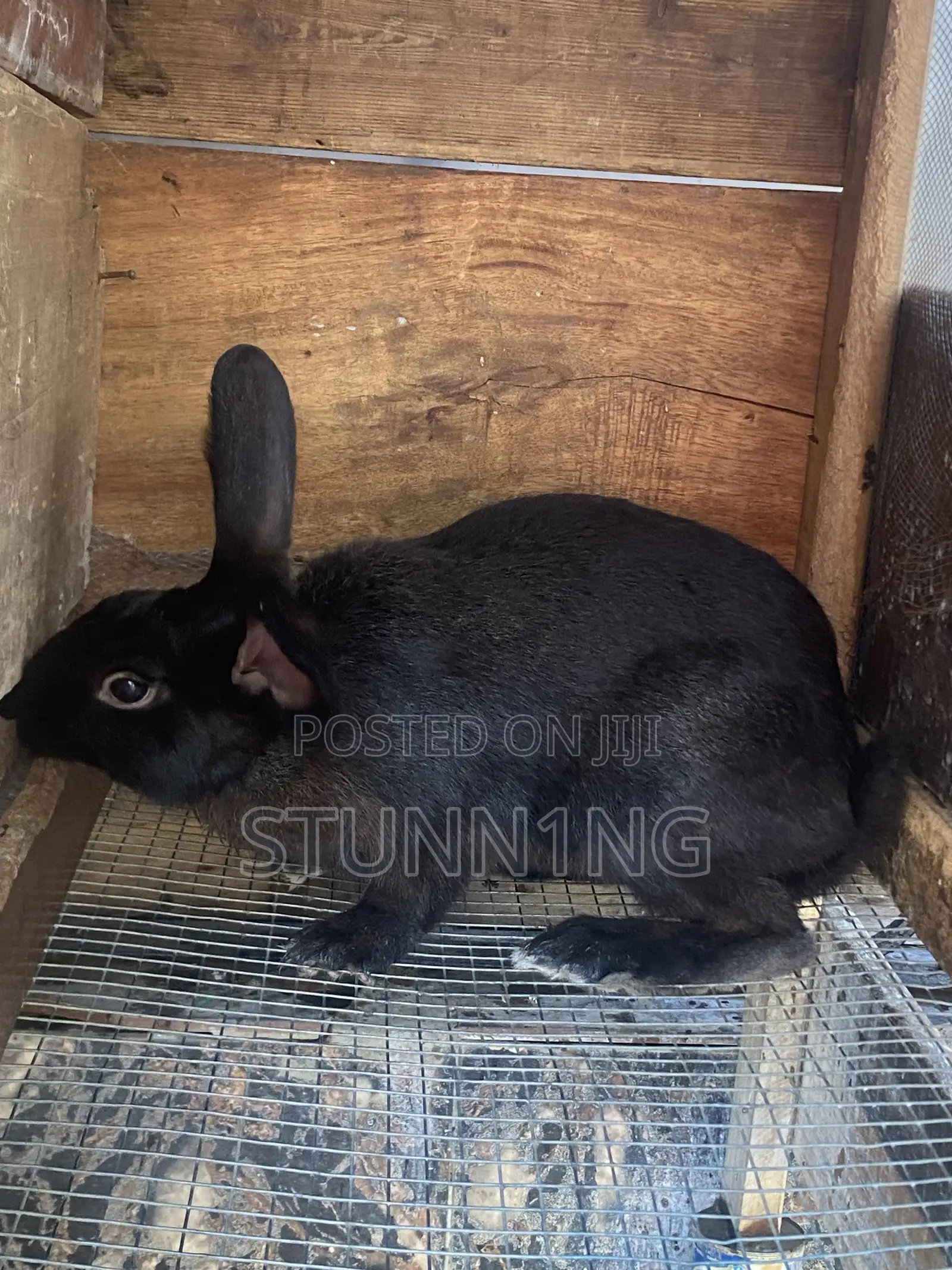 NZW Rabbit