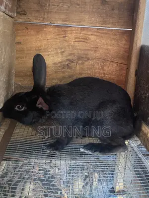 NZW Rabbit