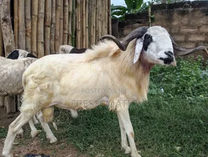 50kg Ram Yankasa Breed