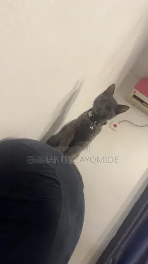 3-6 months Male Purebred British Shorthair