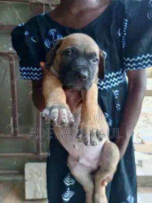 1-3 months Female Purebred Boerboel