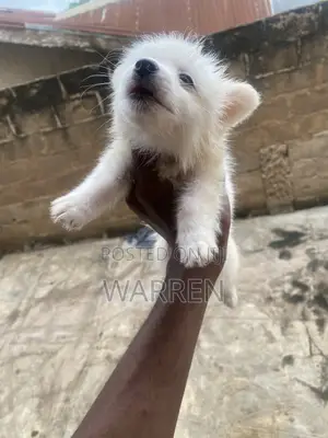 0-1 month Male Purebred American Eskimo