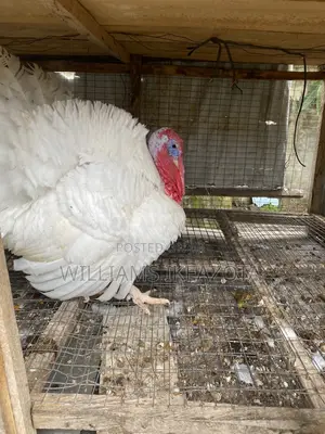 Organic Raised Male Turkey