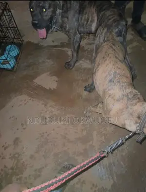 0-1 month Female Purebred Boerboel