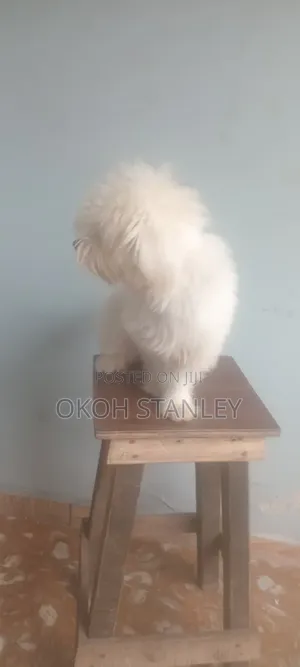 6-12 months Male Purebred Lhasa Apso