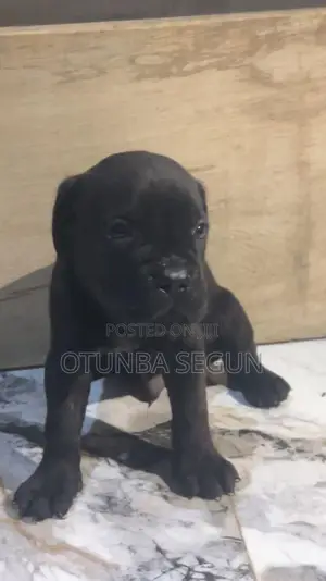 0-1 month Male Purebred Cane Corso