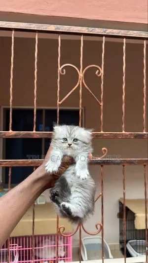 1-3 months Male Purebred Persian