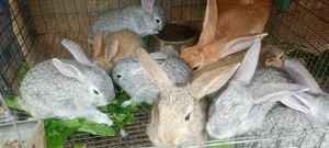 Exotic Rabbit Sales