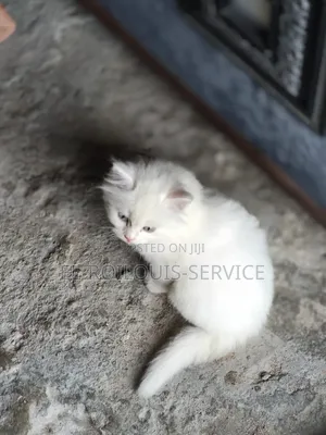 1-3 months Male Purebred Turkish Angora