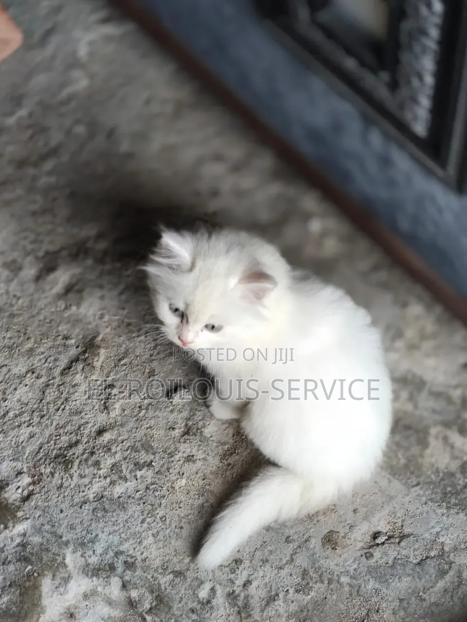 1-3 months Male Purebred Turkish Angora