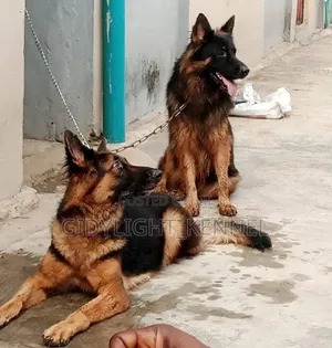 1+ year Male Purebred German Shepherd