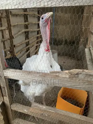 Point of Cage Layers and Imported Turkey Birds